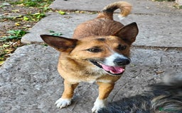 Mixed Breed dogs for adoption: 💖🐶 CLEO 🐶💖 - Image 5