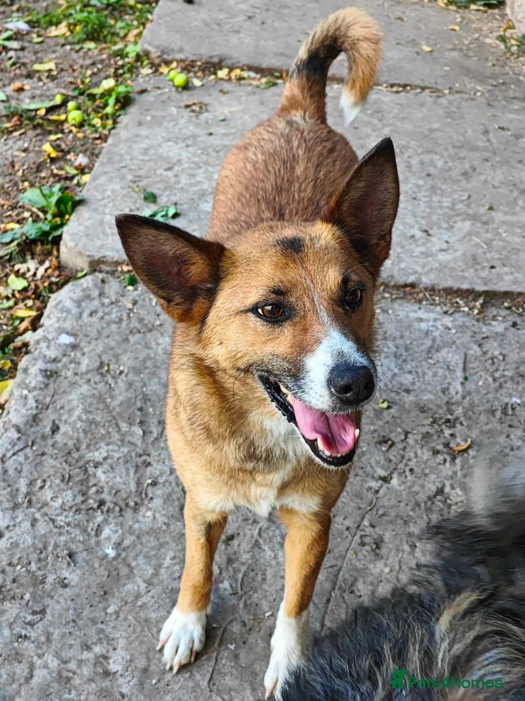 Mixed Breed dogs for adoption: 💖🐶 CLEO 🐶💖 - Image 5