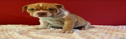 Alapaha Blue Blood Bulldog dogs for sale: TOP QUALITY PURE ALAPAHA BULLDOGS - Advert 15