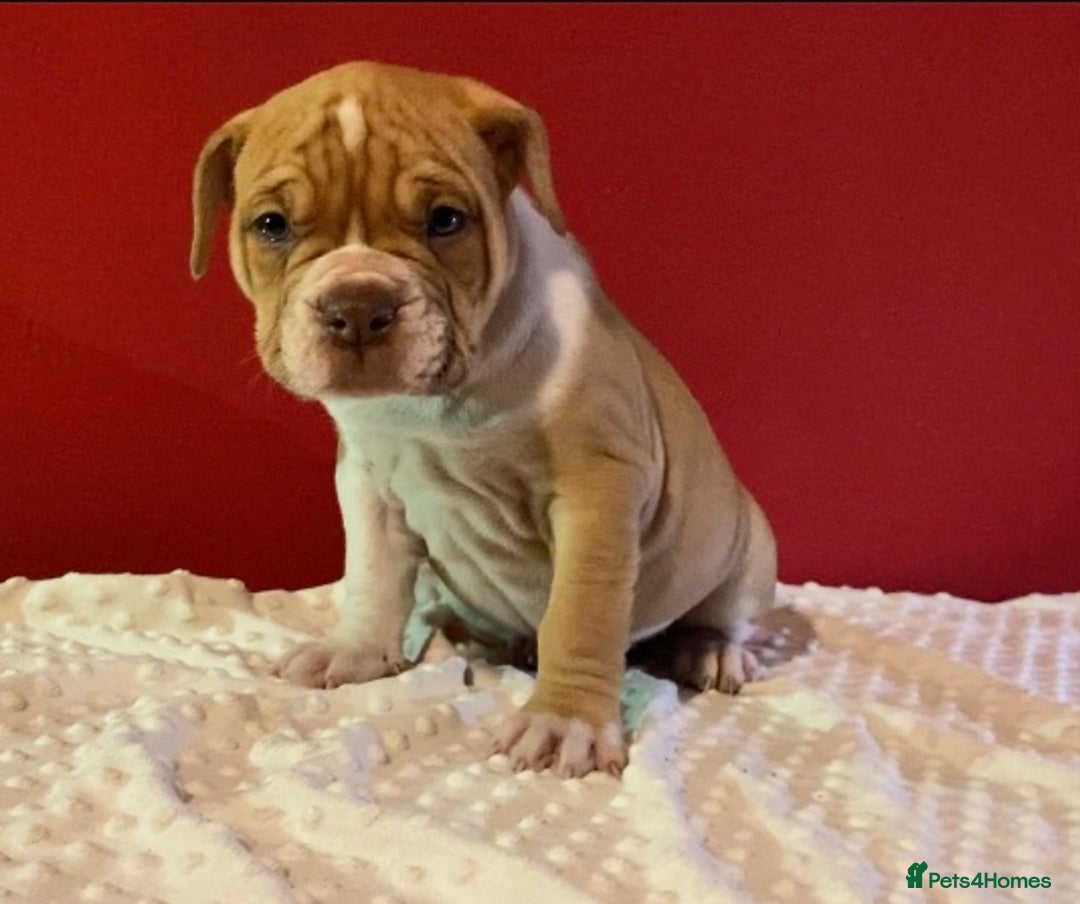 Alapaha Blue Blood Bulldog dogs for sale: TOP QUALITY PURE ALAPAHA BULLDOGS - Advert 15