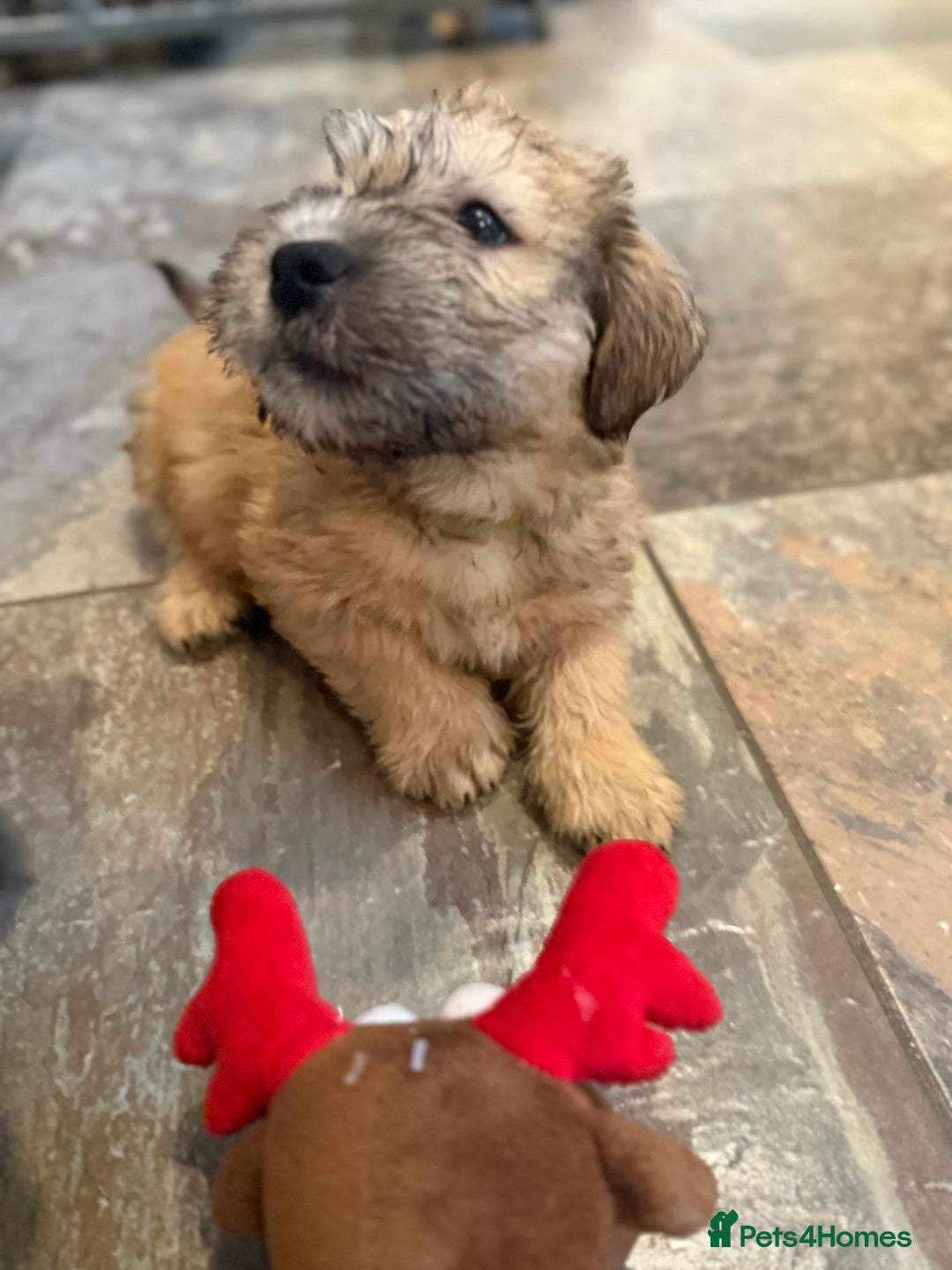 Glen of Imaal Terrier dogs for sale: Glen of Imaal terrier puppies - Advert 21