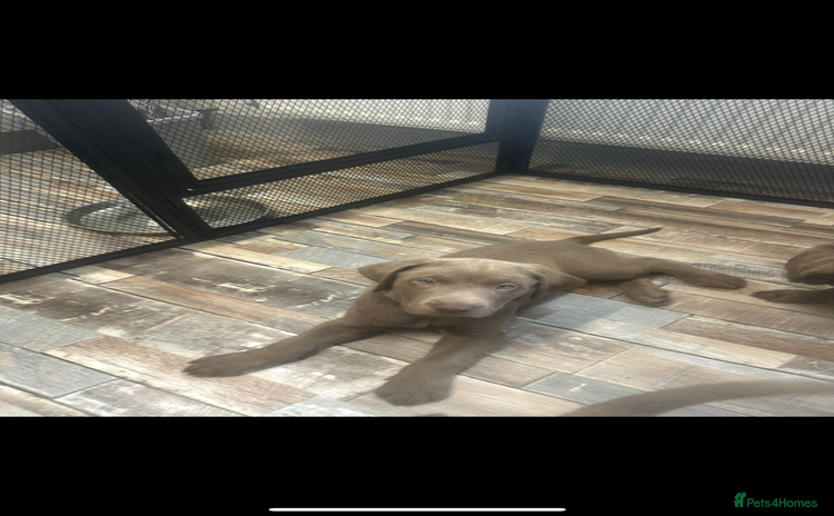 Labrador Retriever dogs - Advert 15