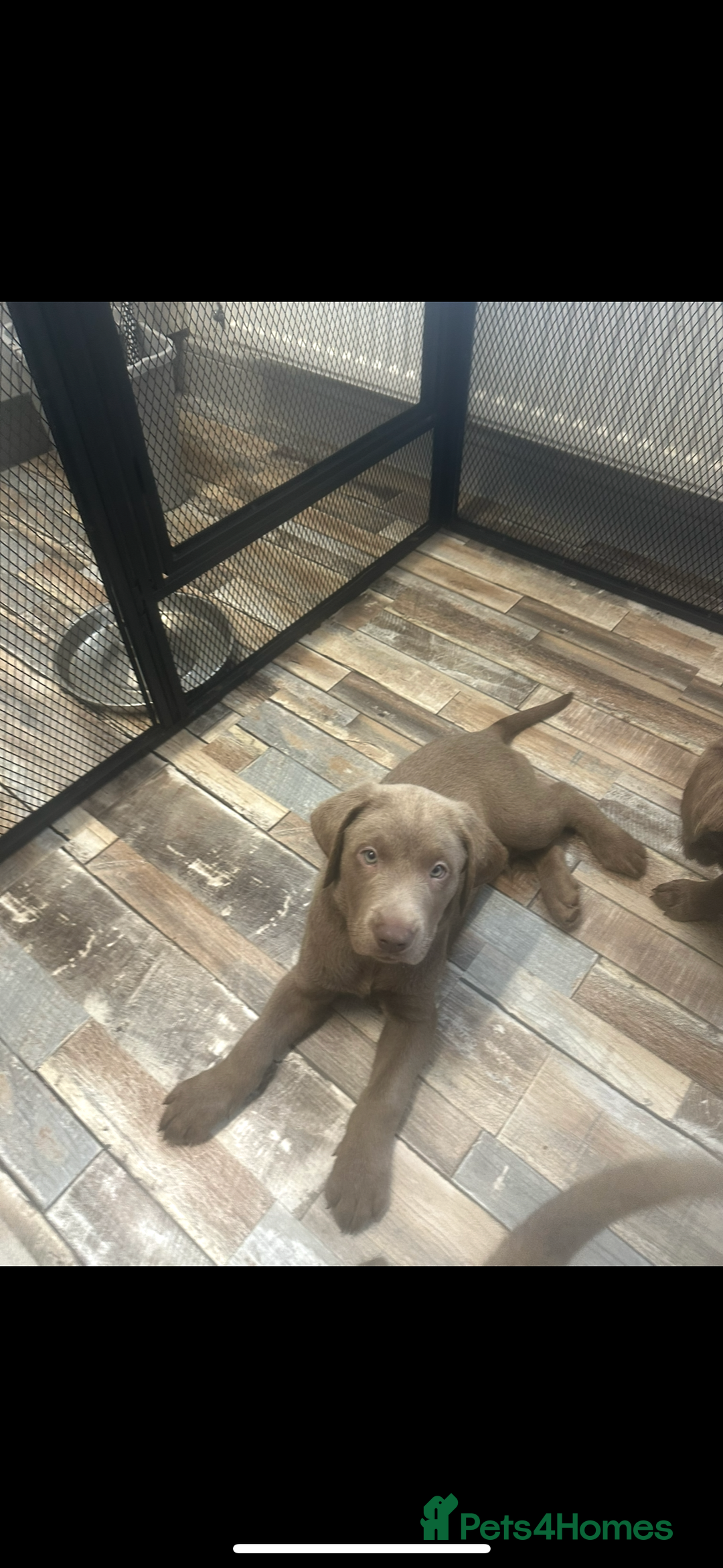 Labrador Retriever dogs for sale: Silver labradors *READY TO LEAVE* - Image 1