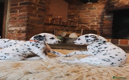 Dalmatian dogs for sale: Beautiful KC Registered Dalmatian Litter - Image 6