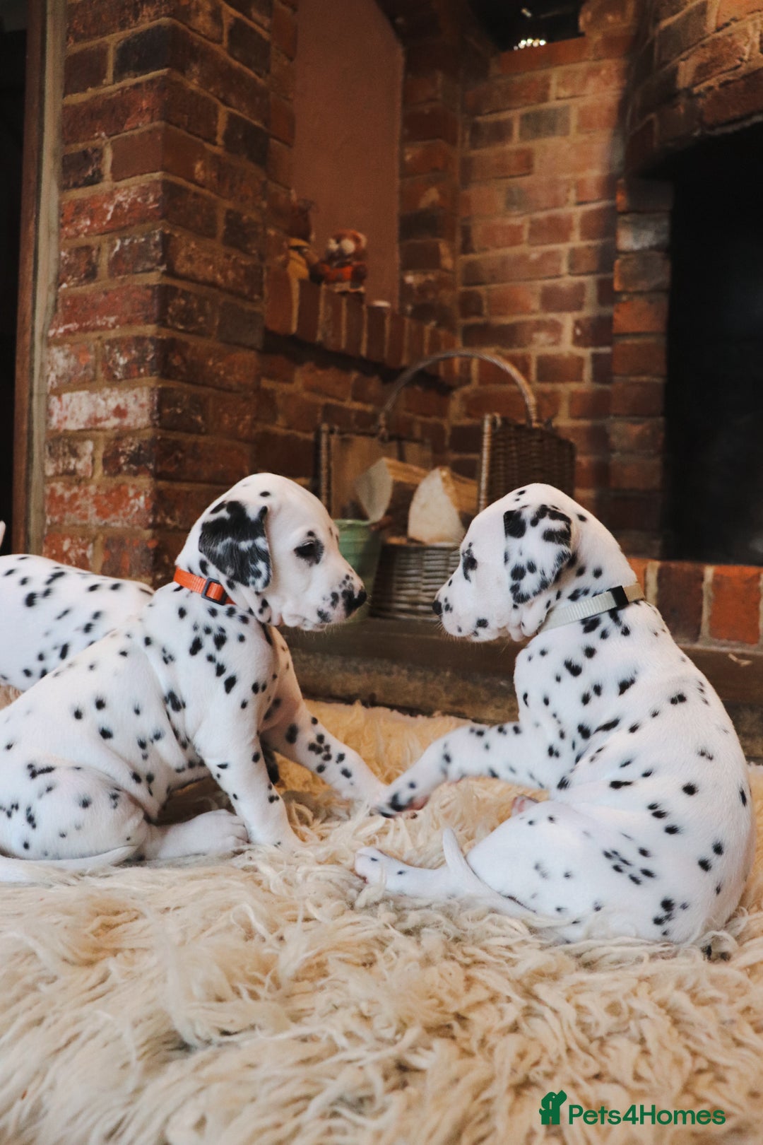Dalmatian dogs for sale: Beautiful KC Registered Dalmatian Litter - Image 6