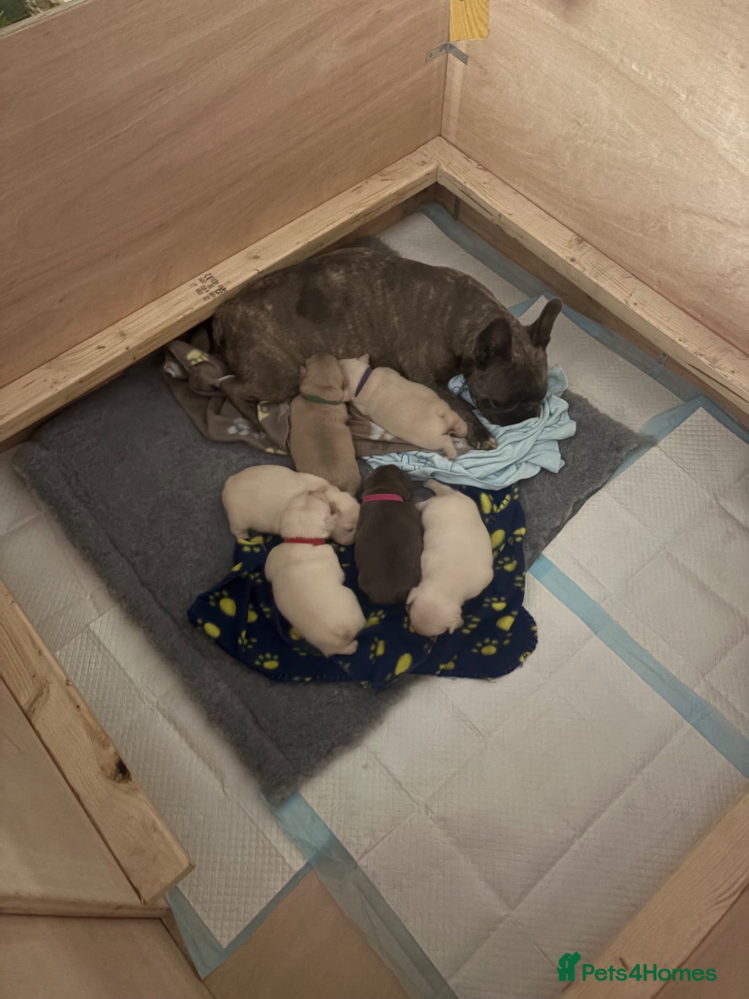 French Bulldog dogs French Bulldog Puppies - Advert 1