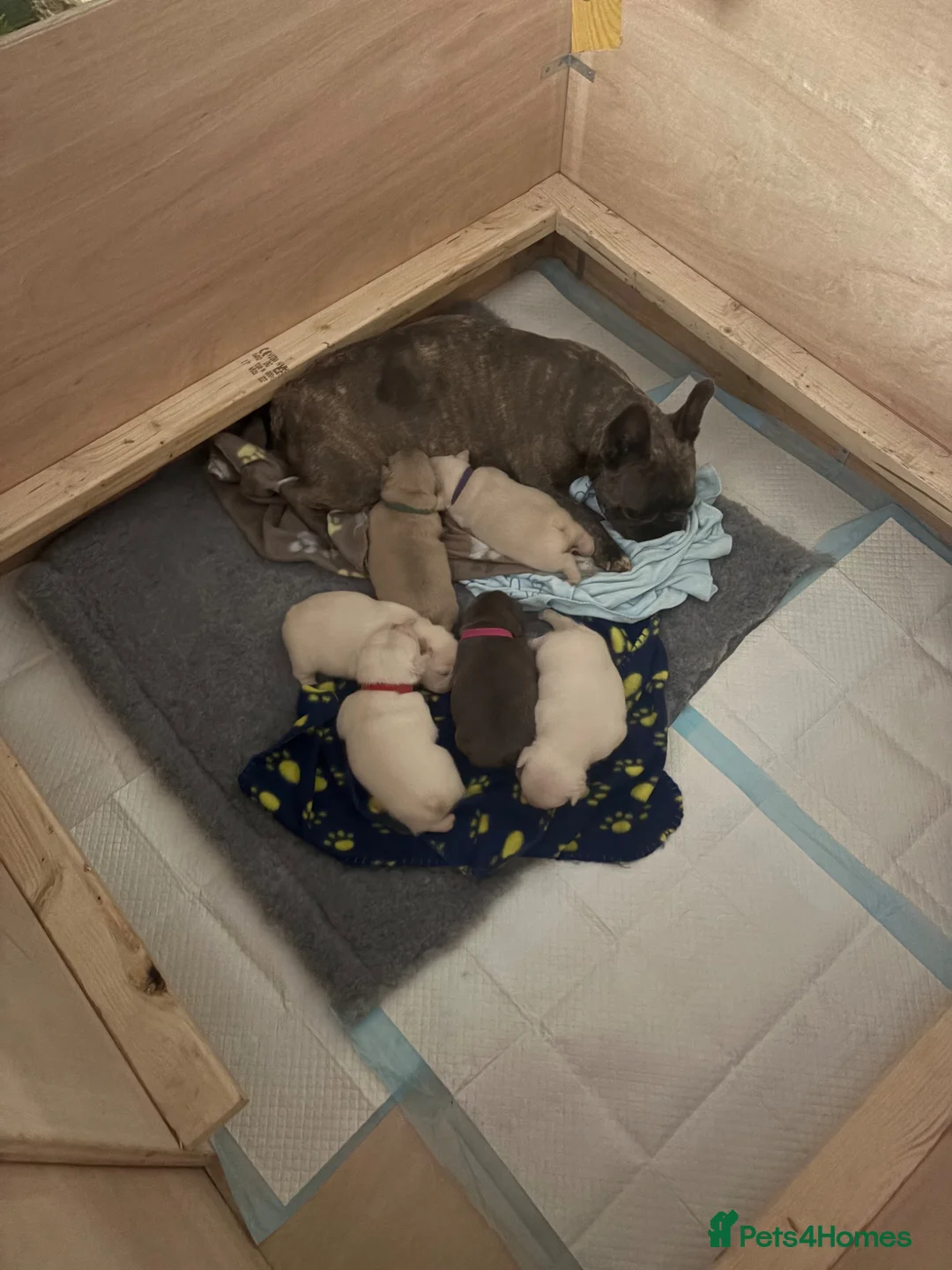 French Bulldog dogs for sale: French Bulldog Puppies - Advert 1