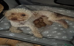 Poochon dogs for sale: Poodle X Pups - Image 4