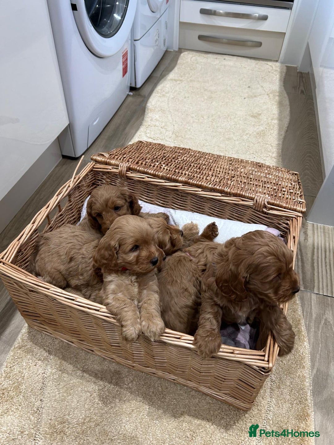 Cockapoo dogs for sale: F1 Miniature Cockapoo  - Advert 16