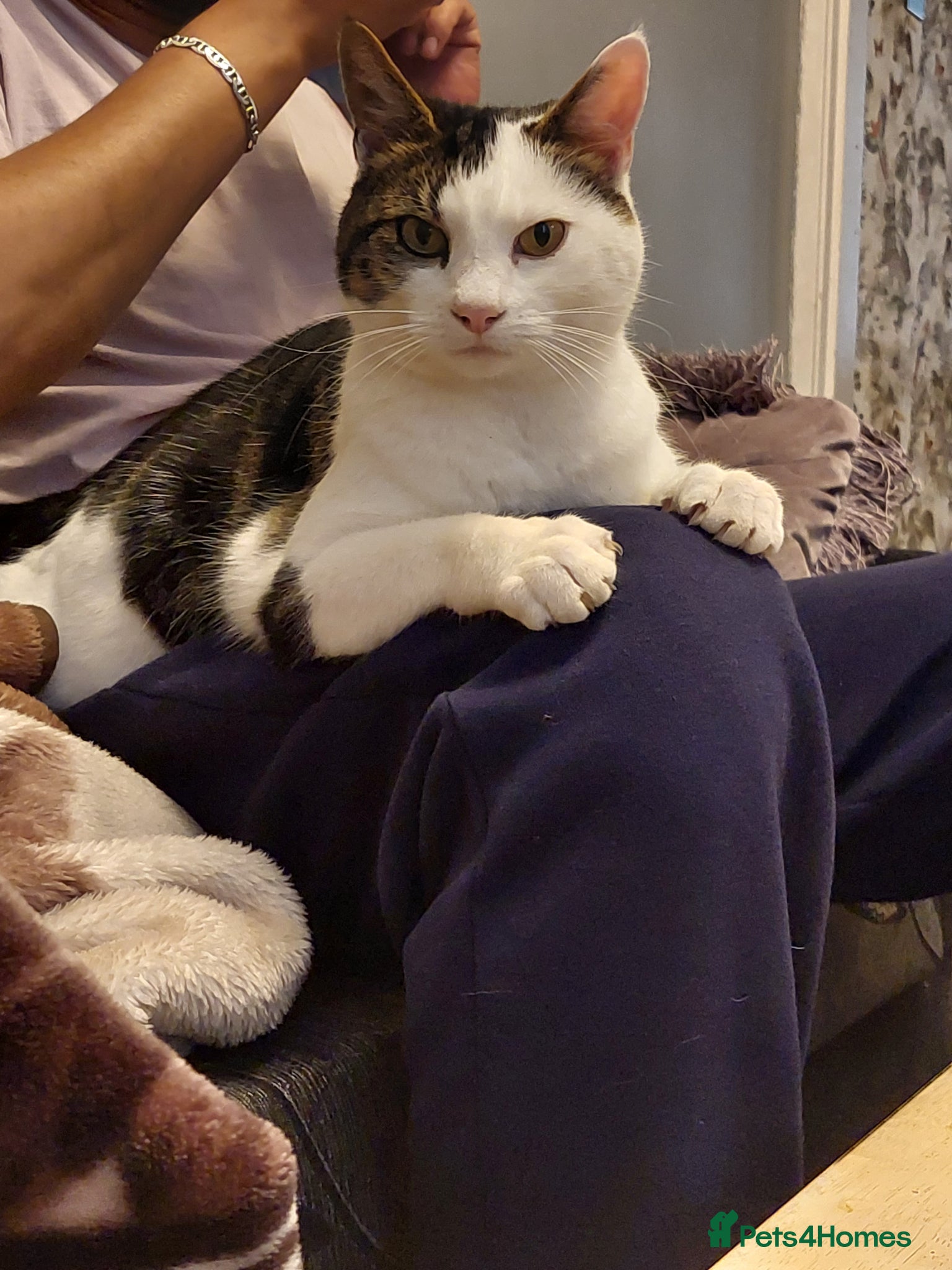 Mixed Breed cats **Black and white handsome male cat**  - Advert 2