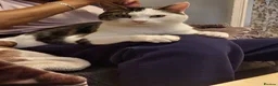 Mixed Breed cats for sale: **Black and white handsome male cat**  - Advert 1