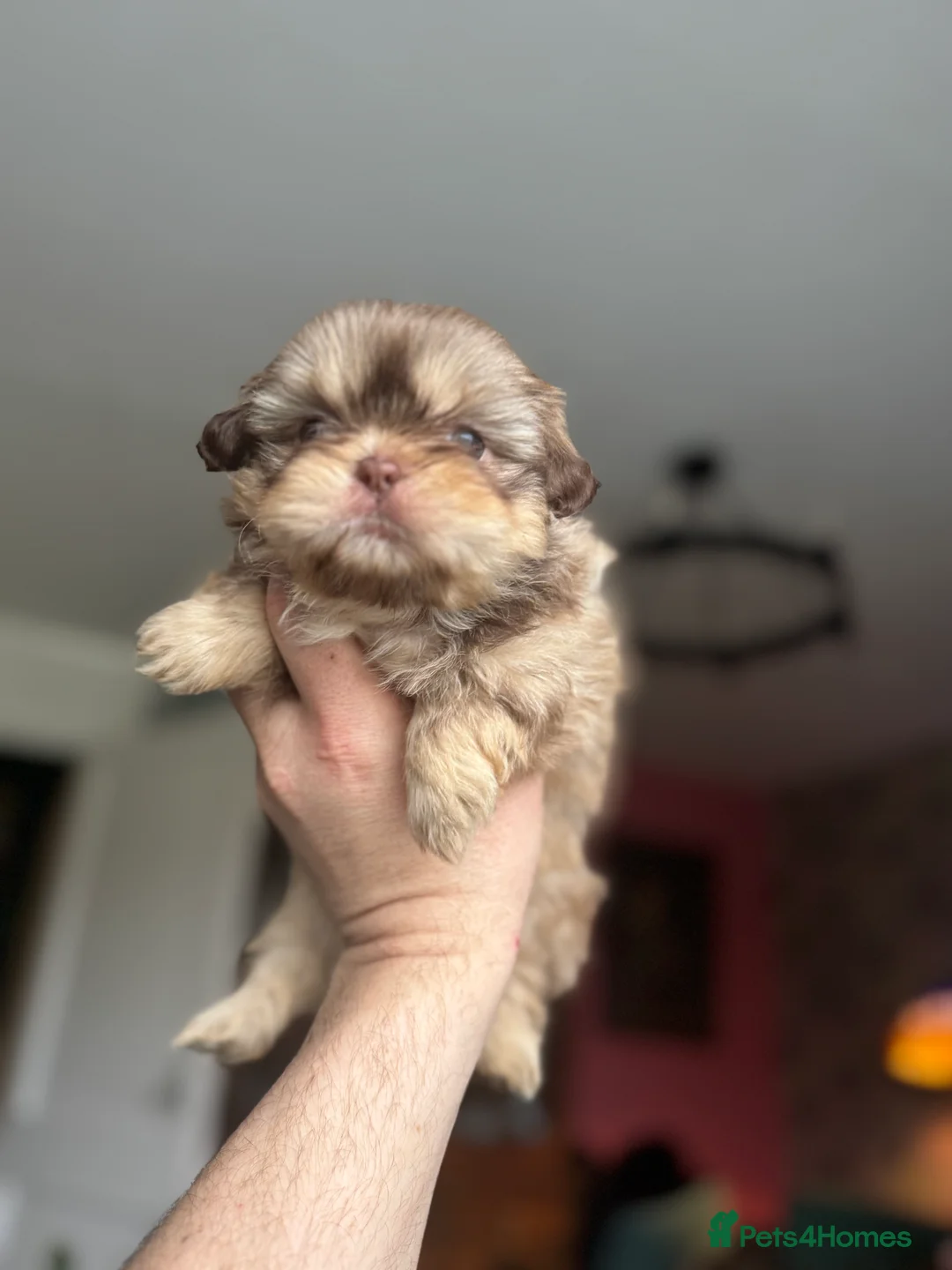 Shih Tzu dogs for stud: KC registered proven imperial Shih Tzu for stud  in Leicester - Advert 12