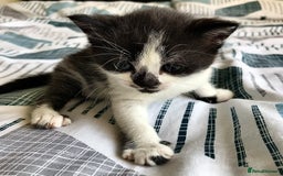 Mixed Breed cats for sale: 1 Cute kitten for sale  "" Price drop " - Image 4