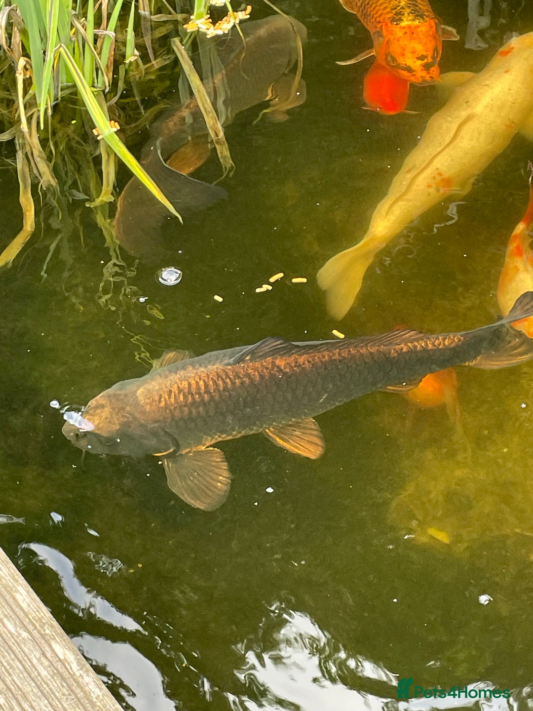 Koi Carp fish for sale: Koi Carp for Sale (rehoming due to baby and dog)  - Advert 14