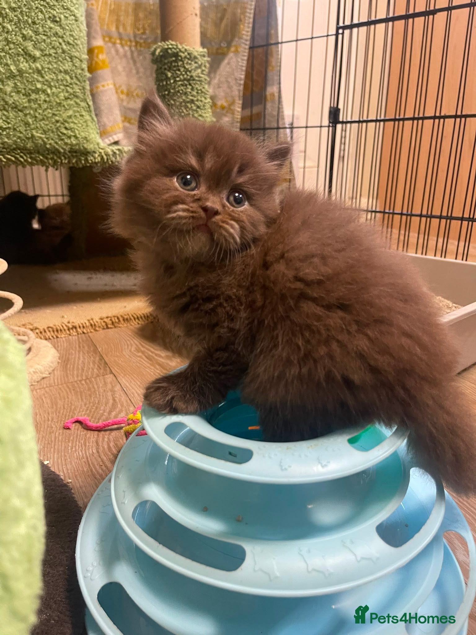 British Shorthair cats British longhair and shorthair kittens  - Advert 1
