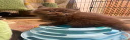 British Shorthair cats for sale: British longhair and shorthair kittens  - Advert 5