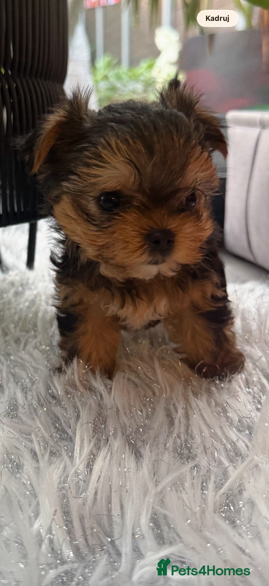 Yorkshire Terrier dogs Beautiful Mini Yorkshire Terrier Puppies  - Advert 2
