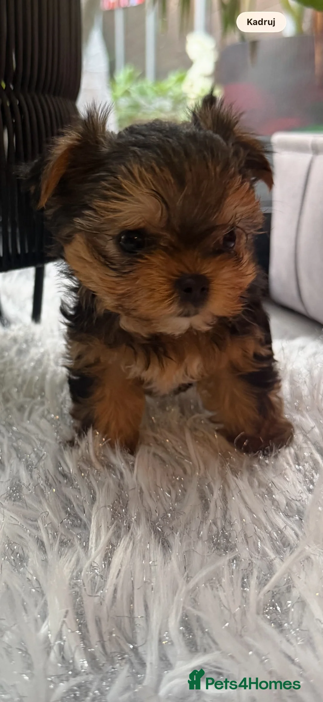 Yorkshire Terrier dogs for sale: Beautiful Mini Yorkshire Terrier Puppies  - Advert 2