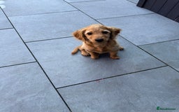 Cockapoo dogs for sale: Brown cockapoo pup  - Image 3