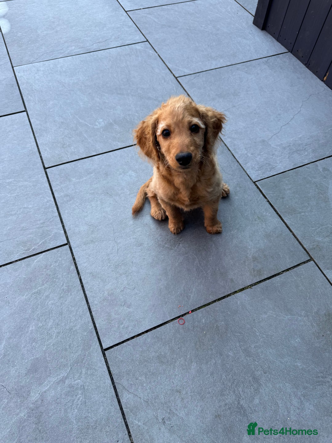 Cockapoo dogs for sale: Brown cockapoo pup  - Image 3