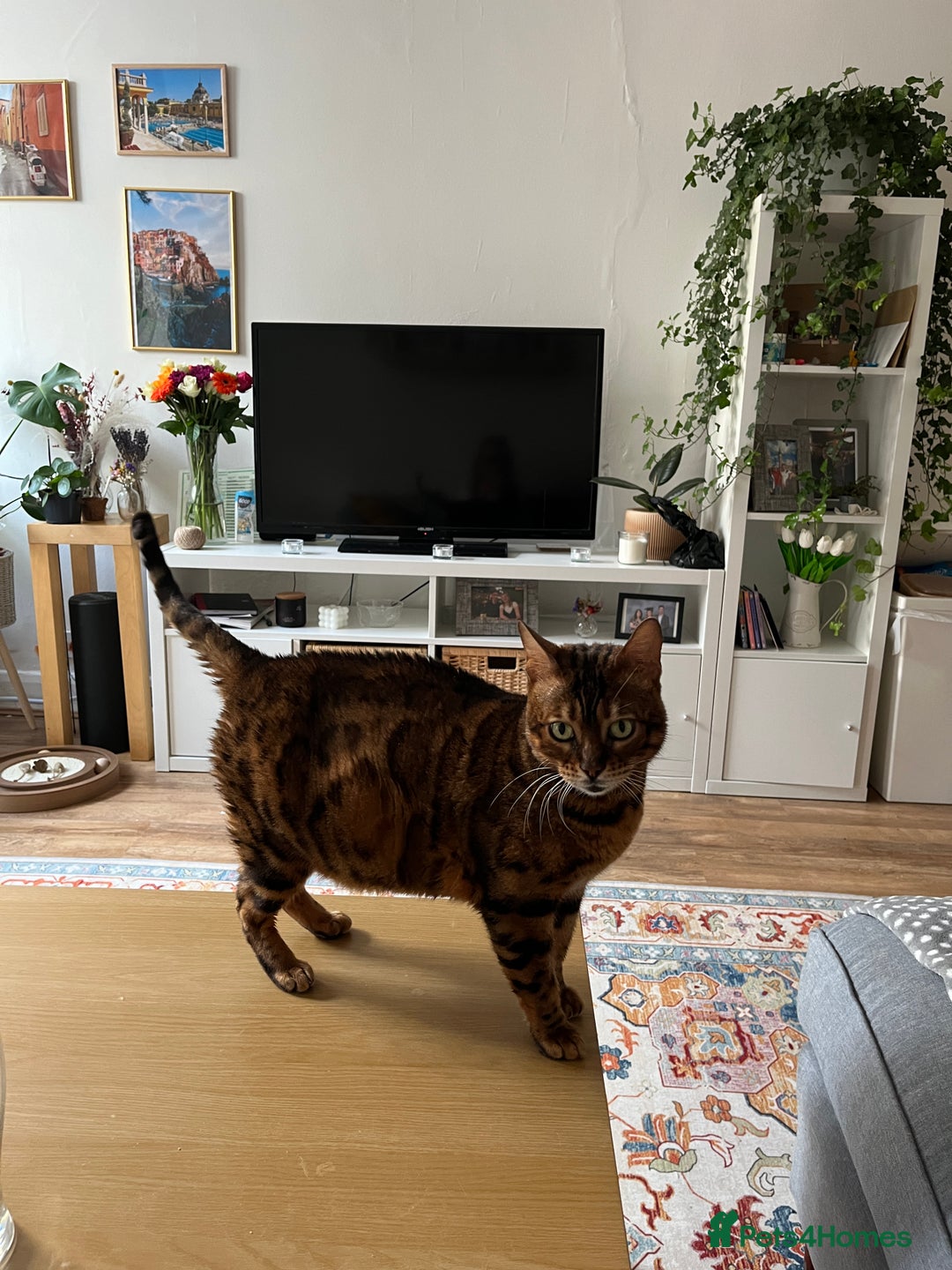 Bengal cats for sale: Lovely Bengal Cat for indoor home.  - Advert 4