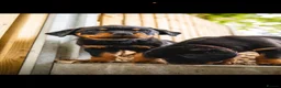 Rottweiler dogs for sale: 🐾 KC Registered Rottweiler Puppies for sale in Huddersfield - Advert 19