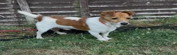 Jack Russell dogs for sale: Jack Russell puppies  - Advert 5