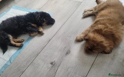 Mixed Breed dogs for sale: Pekingese mix breed puppies  - Advert 4