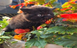 British Shorthair cats for sale: NICE BLACK KITTENS LOOKING FOR NEW HOME  - Image 6