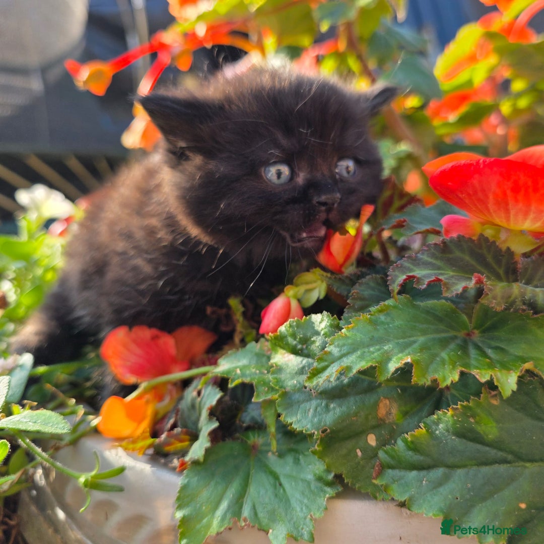 British Shorthair cats for sale: NICE BLACK KITTENS LOOKING FOR NEW HOME  - Image 6