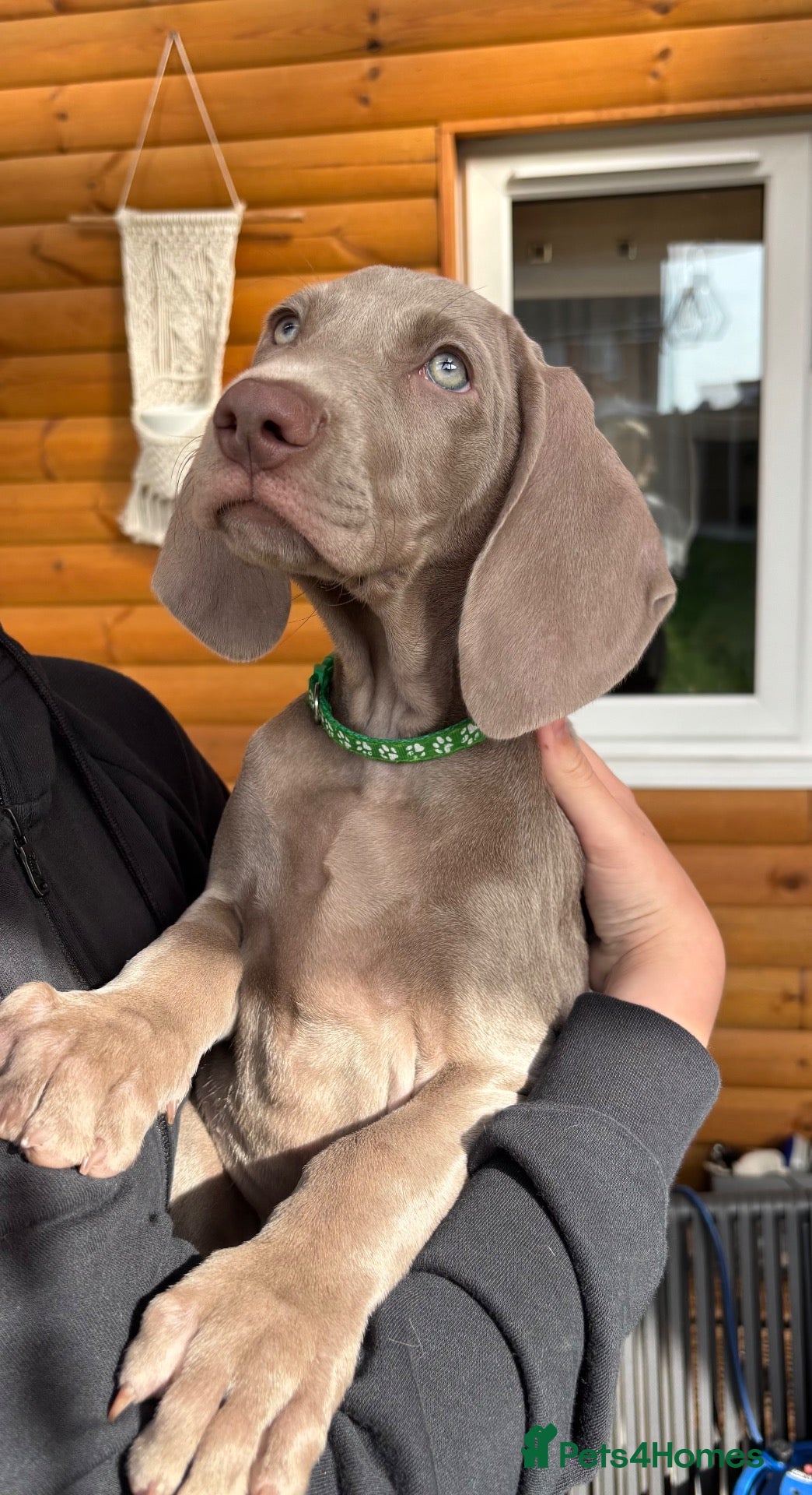 Weimaraner dogs 🥰🩷1 KC girl🩷 ready for her forever homes  - Advert 1