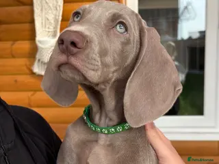 Weimaraner dogs 🥰🩷1 KC girl🩷 ready for her forever homes - Advert 1