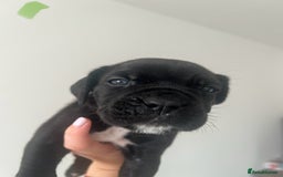 Cane Corso dogs for sale: Yuki X Aries Russian Champ Bloodline Puppies - Image 15