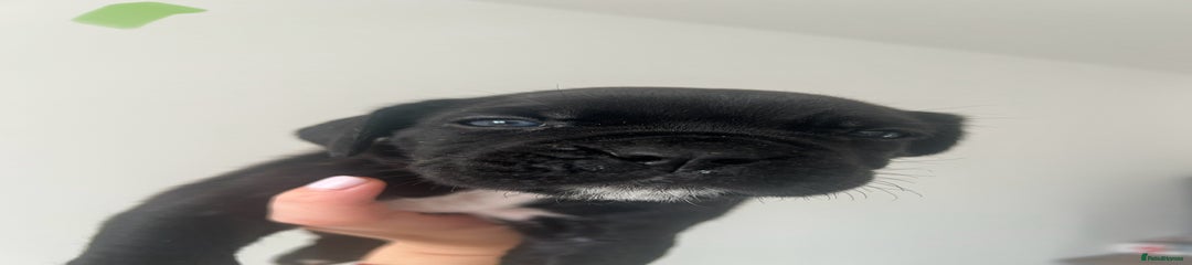 Cane Corso Puppy Green