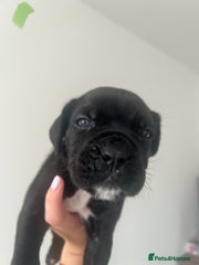 Cane Corso Puppy Green