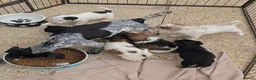 Jack Russell dogs for sale: **outstanding jack russell pups** in Poole - Advert 2