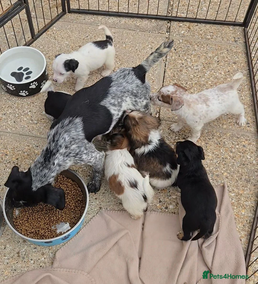 Jack Russell dogs for sale: **outstanding jack russell pups** in Poole - Advert 2
