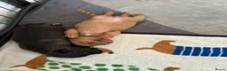 Jack Russell dogs for sale: Miniature Jack Russell’s looking for new homes  - Advert 8