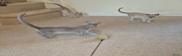 Burmese cats for sale: Gorgeous Pedigree Burmese Kittens - Advert 15