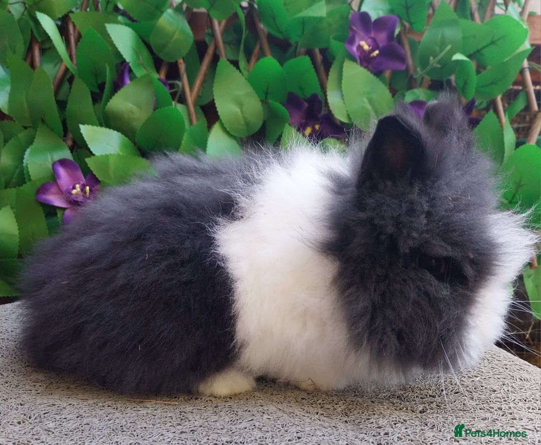 Lionhead rabbits for sale: Beautiful lionhead - Advert 2