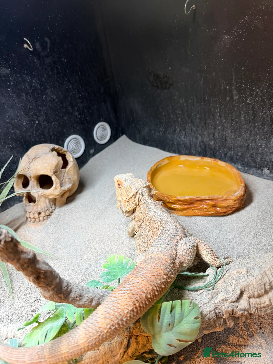 Bearded Dragon reptiles for sale: Bearded dragon  in Thame - Advert 3