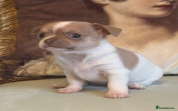 Chihuahua dogs for sale: 5⭐️Licensed Breeder! BEAUTIFUL BOY ready 21/8 💙 - Image 9