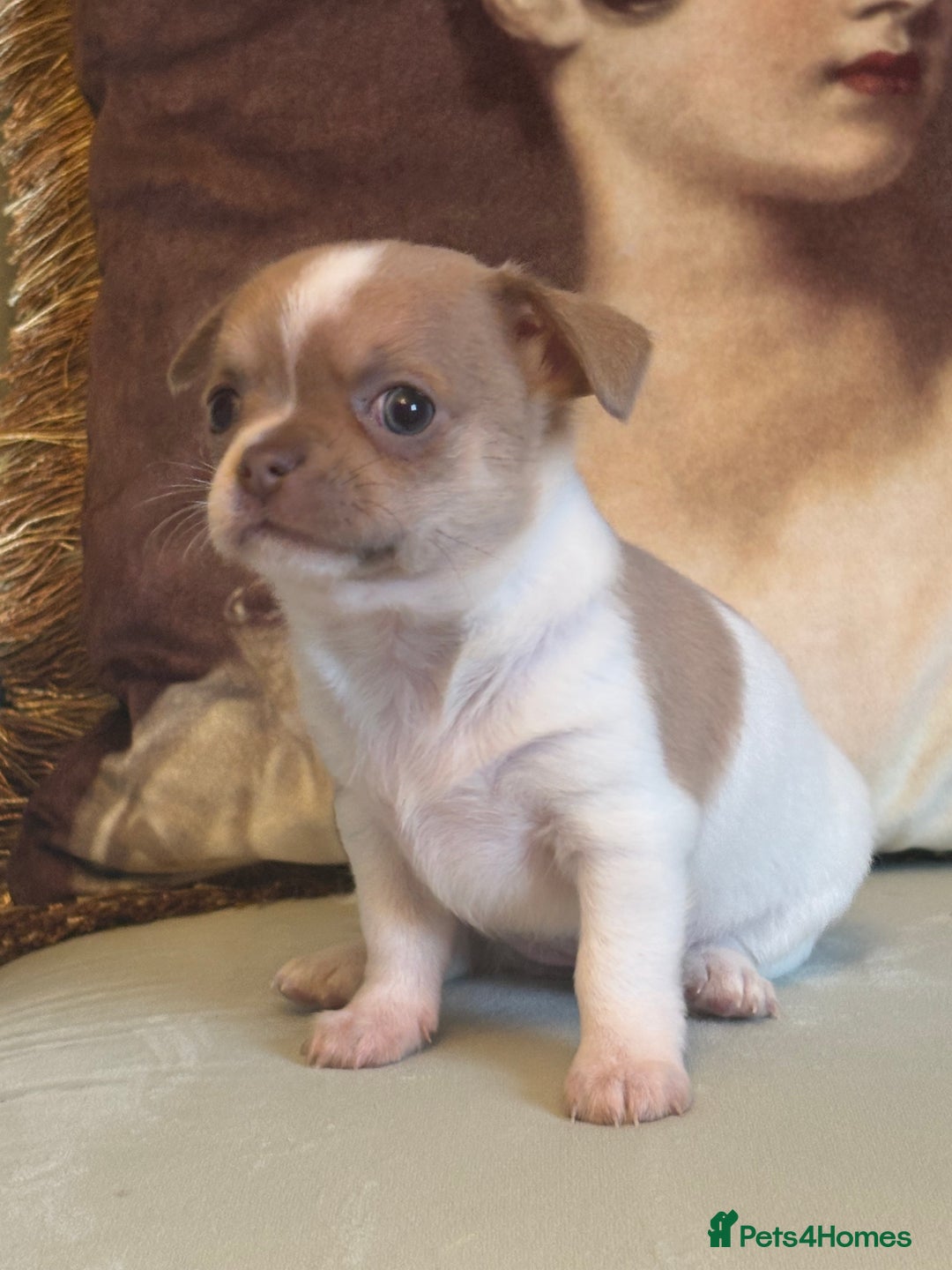 Chihuahua dogs for sale: 5⭐️Licensed Breeder! BEAUTIFUL BOY ready 21/8 💙 - Image 9
