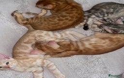 Bengal cats for sale: Unique Bengal Kittens  - Image 4