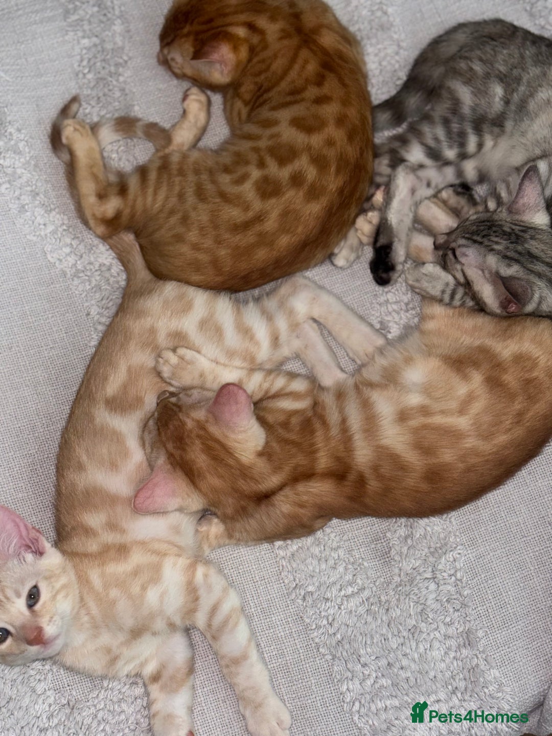 Bengal cats for sale: Unique Bengal Kittens  - Image 4
