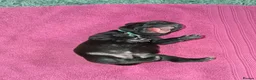 Staffordshire Bull Terrier dogs for sale: 7 Beautiful KC blue and black puppies 4 girl 3 boy in Walsall - Advert 8
