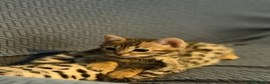 Bengal Kitten 3
