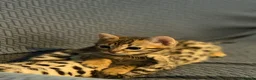 Bengal cats for sale: TICA registered bengal kittens  - Advert 8