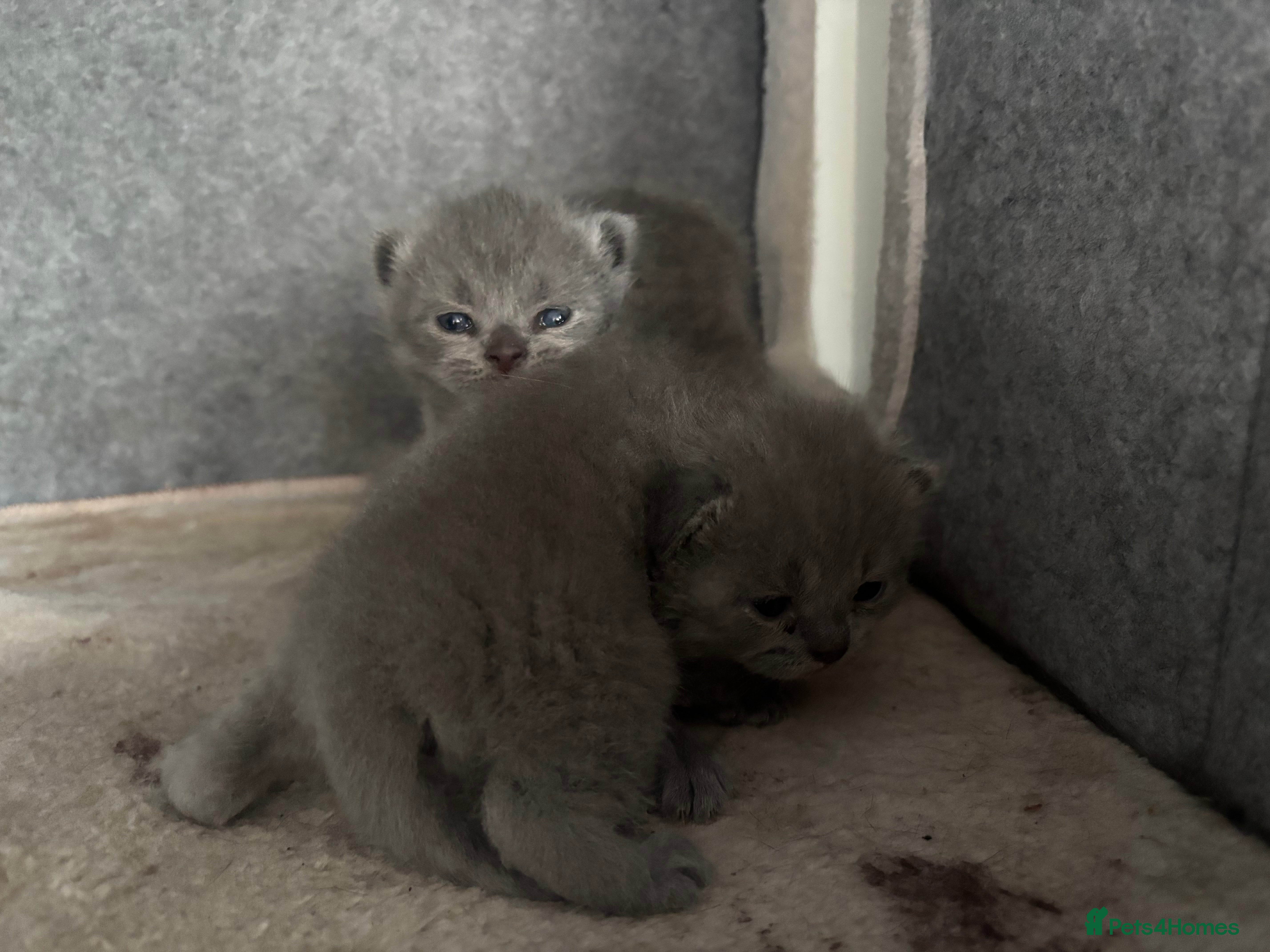 British Shorthair cats for sale: Beautiful family of stunning BSH and Blue - Advert 19