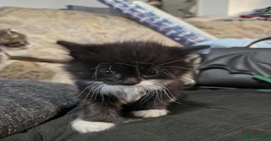 Maine Coon cats - Advert 10
